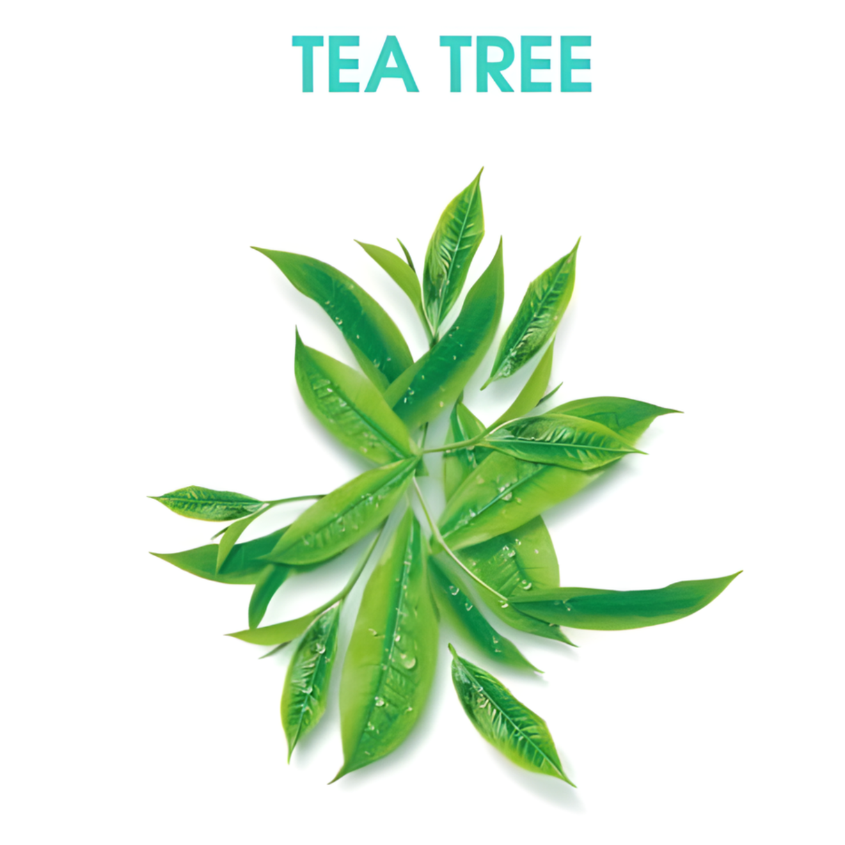 Alberto Balsam Tea Tree Tingle Shampoo 300ml