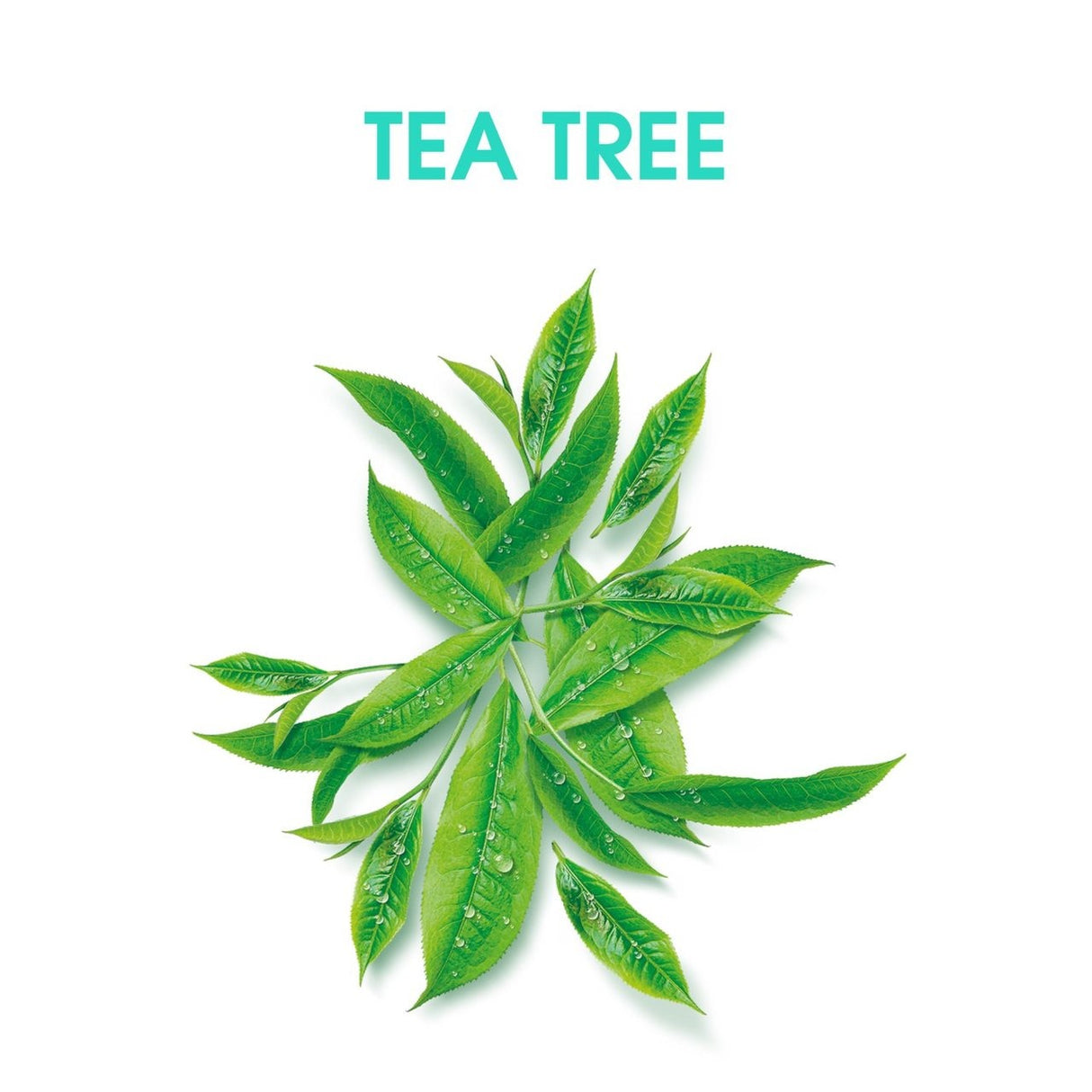 Alberto Balsam Tea Tree Tingle